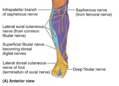 Neural Prolotherapy Treatment | Neurofascial Prolotherapy Greensboro ...